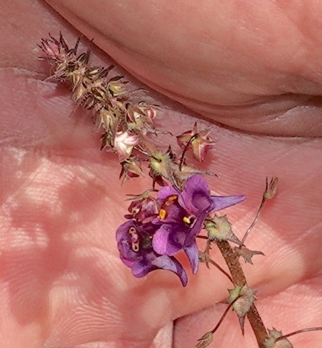 Diascia veronicoides (Diascia veronicoides)