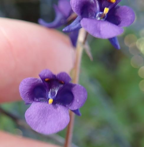 Diascia veronicoides (Diascia veronicoides)