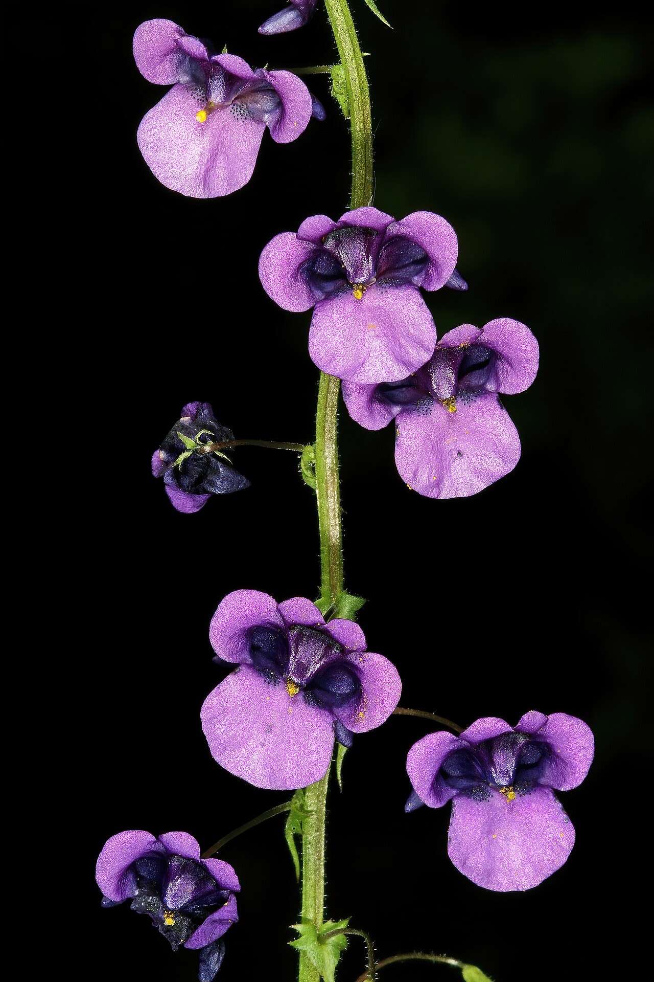 Diascia veronicoides: Diascia veronicoides , flowers; Nieuwoudtville Wild Flower Reserve, Nieuwoudtville, Northern Cape, South Africa
