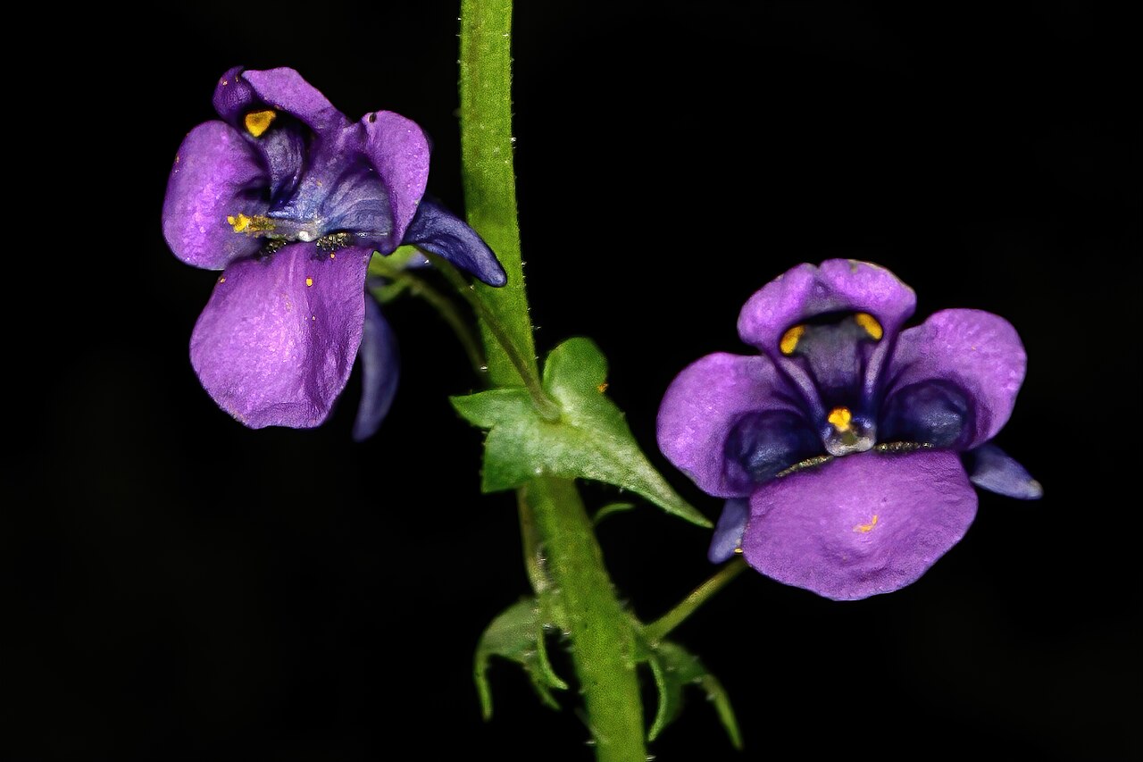 Diascia veronicoides: Diascia veronicoides , flowers; Nieuwoudtville Wild Flower Reserve, Nieuwoudtville, Northern Cape, South Africa