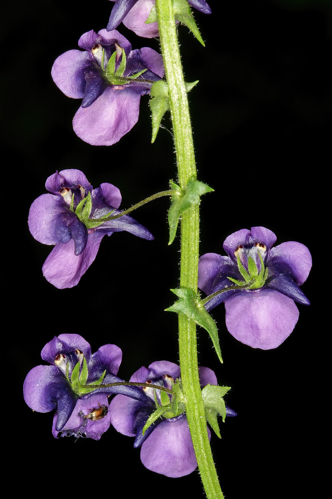 Diascia veronicoides: Diascia veronicoides , flowers, viewed from behind; Nieuwoudtville Wild Flower Reserve, Nieuwoudtville, Northern Cape, South Africa