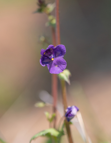 Diascia veronicoides (Diascia veronicoides)