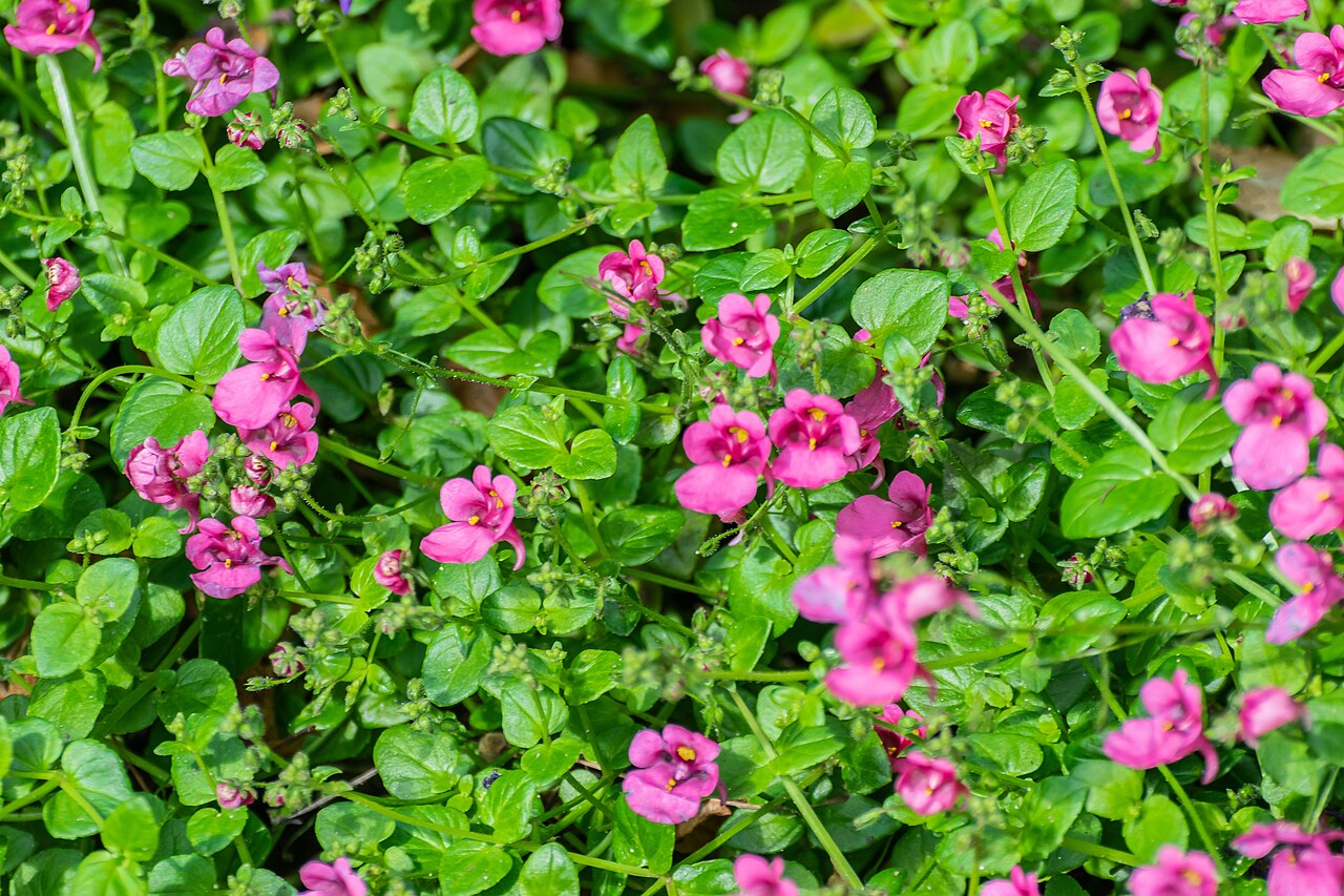 Diascia vigilis: Diascia vigilis 'Divara Pink' in Botanischer Garten Münster, Lower Saxony, Germany