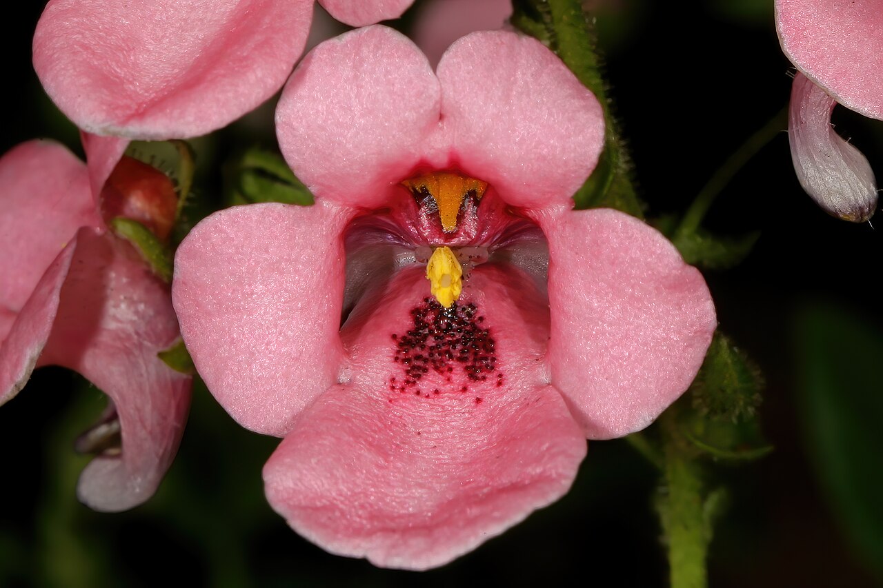 Diascia vigilis: Diascia vigilis , flowers; Kirstenbosch National Botanical Garden, Cape Town, Western Cape, South Africa