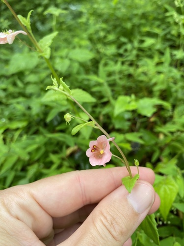 Diascia vigilis (Diascia vigilis)