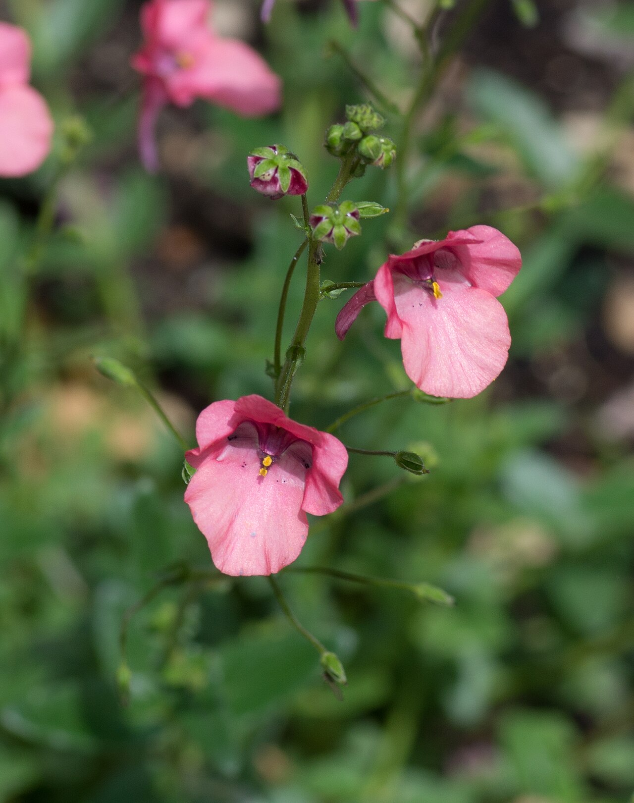 Diascia vigilis: Diascia vigilis - Twinspur - Alpine garden of the Jardin des Plantes de Paris - Inflorescence and buds