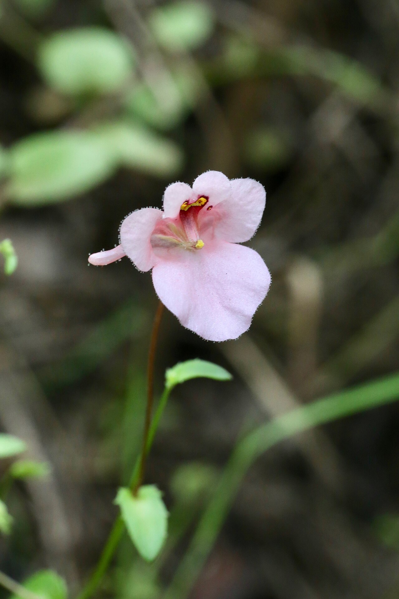 Diascia vigilis: South Africa, KwaZulu-Natal, Giants Castle Game Reserve, IVO Main cave of San Art Museum.