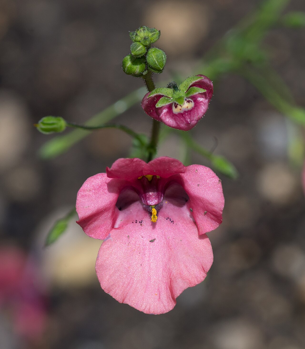 Diascia vigilis: Diascia vigilis - Twinspur - Alpine garden of the Jardin des Plantes de Paris - Inflorescence and buds