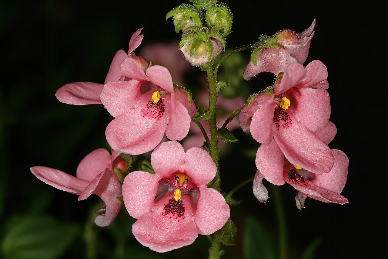 Diascia vigilis: Diascia vigilis , flowers; Kirstenbosch National Botanical Garden, Cape Town, Western Cape, South Africa