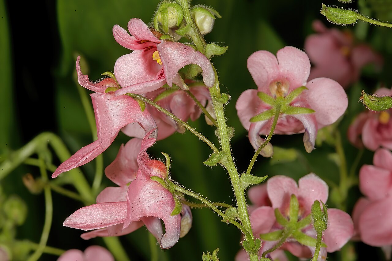 Diascia vigilis: Diascia vigilis , flowers, viewed mainly from behind; Kirstenbosch National Botanical Garden, Cape Town, Western Cape, South Africa