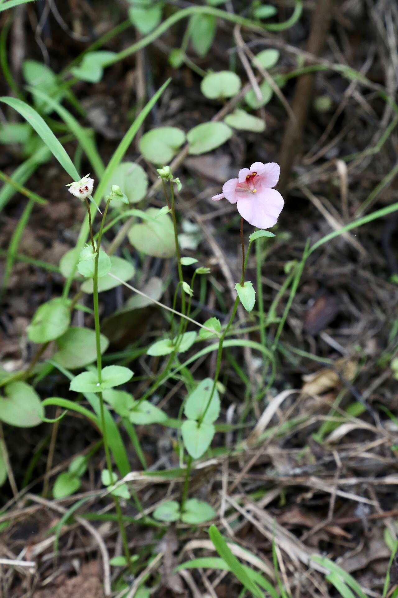 Diascia vigilis: South Africa, KwaZulu-Natal, Giants Castle Game Reserve, IVO Main cave of San Art Museum.