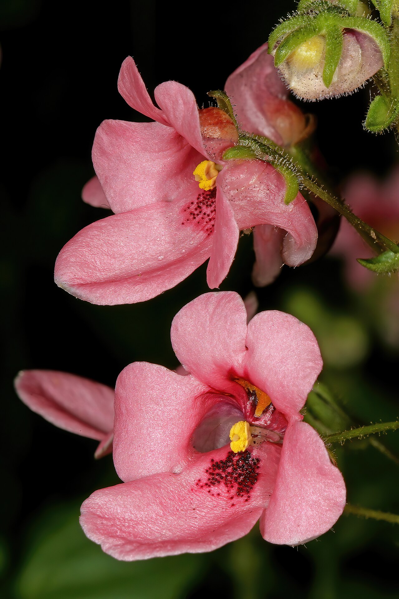 Diascia vigilis: Diascia vigilis , flowers; Kirstenbosch National Botanical Garden, Cape Town, Western Cape, South Africa