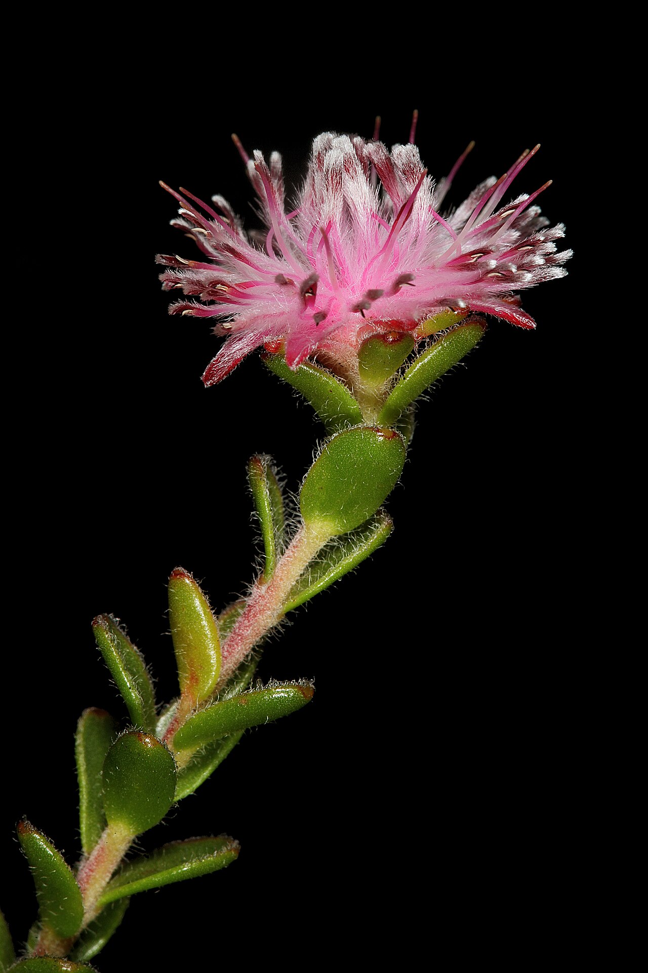 Peninsula silkypuff: Diastella divaricata subsp. divaricata , flowerhead; Cape Point Nature Reserve, Cape Town, Western Cape, South Africa