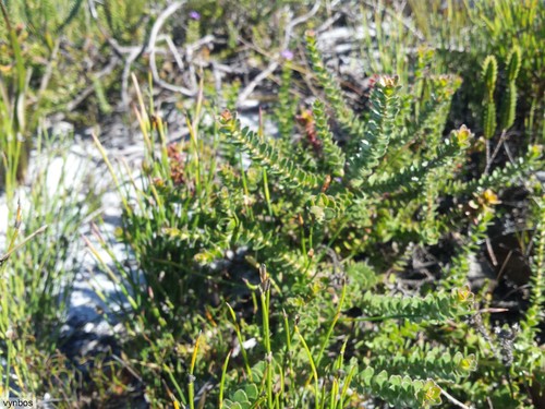 Peninsula silkypuff (Diastella divaricata)
