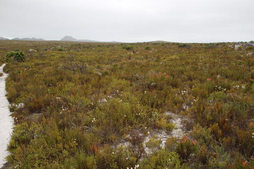 Peninsula silkypuff (Diastella divaricata)