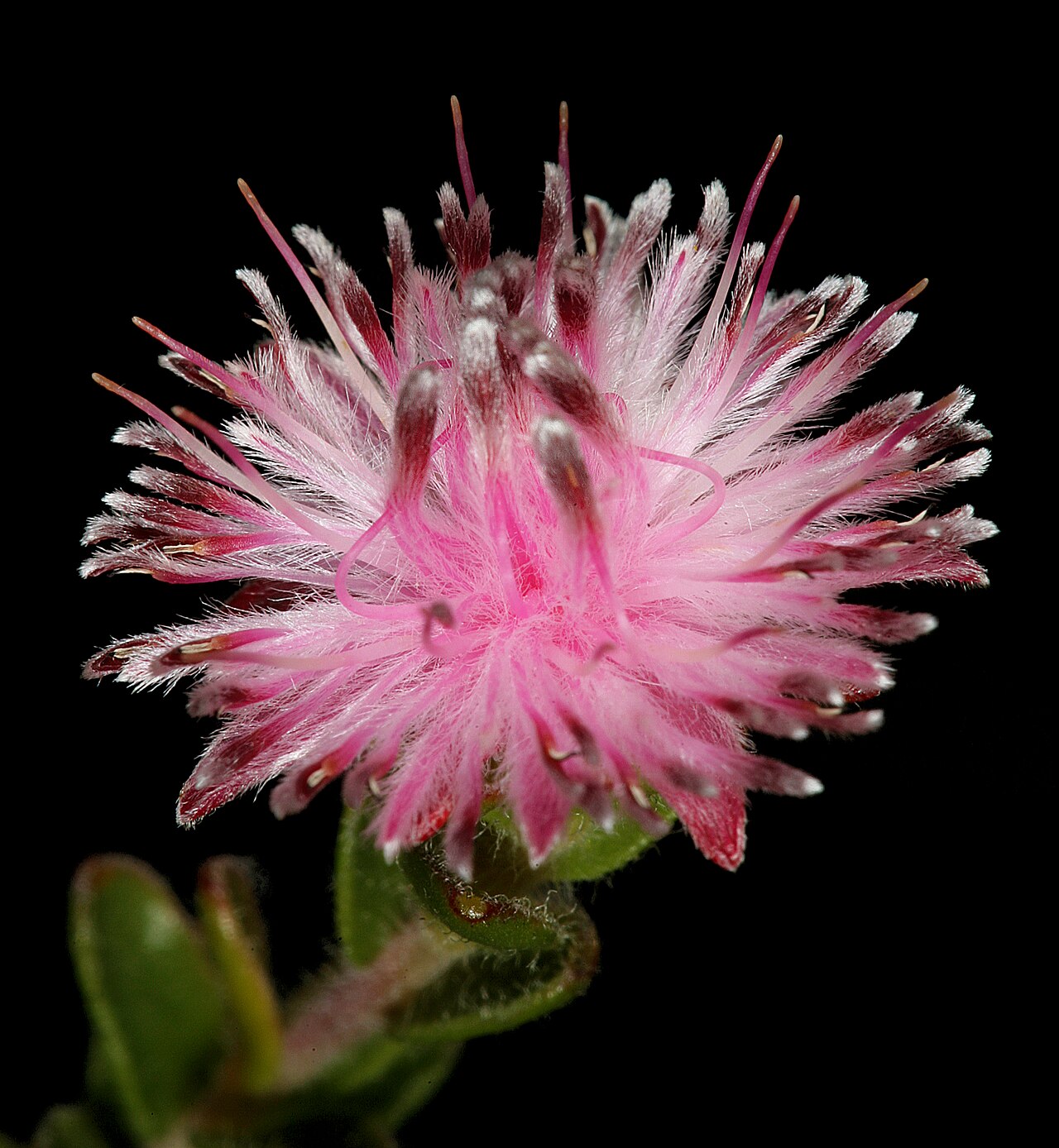Peninsula silkypuff: Diastella divaricata subsp. divaricata , flowerhead; Cape Point Nature Reserve, Cape Town, Western Cape, South Africa