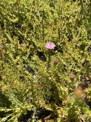 Peninsula silkypuff (Diastella divaricata)