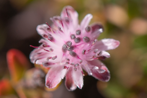 Peninsula silkypuff (Diastella divaricata)