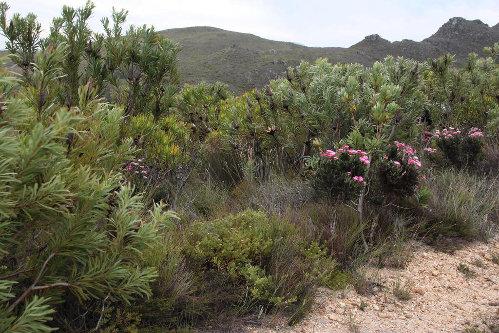 Peninsula silkypuff (Diastella divaricata)