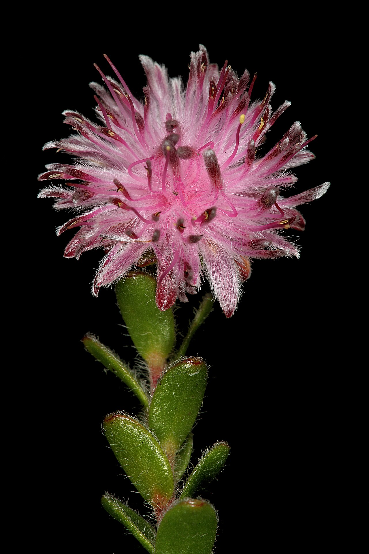 Peninsula silkypuff: Diastella divaricata subsp. divaricata , flowerhead; Cape Point Nature Reserve, Cape Town, Western Cape, South Africa