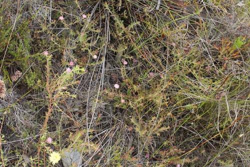 Peninsula silkypuff (Diastella divaricata)