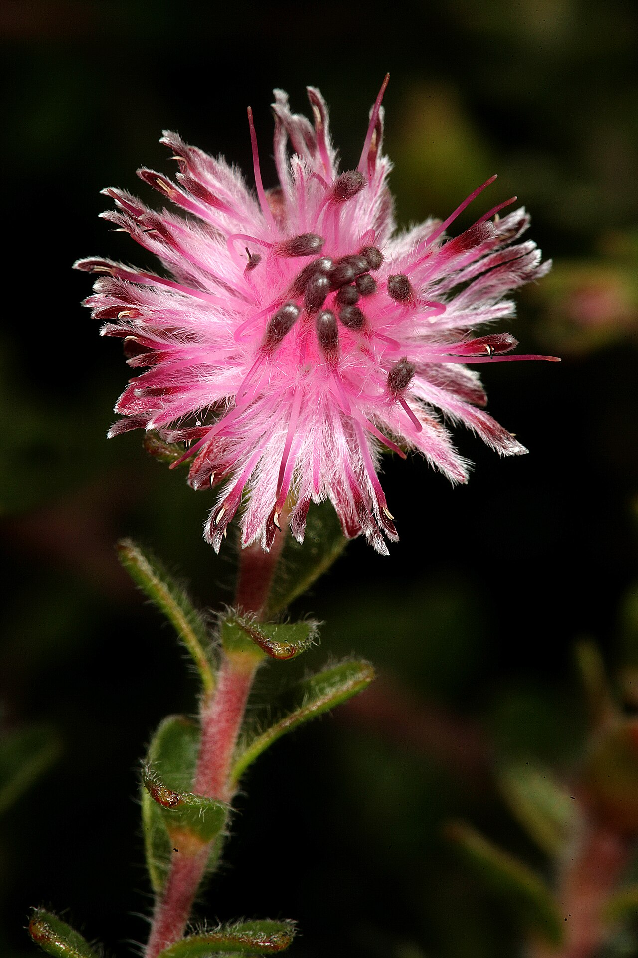 Peninsula silkypuff: Diastella divaricata subsp. divaricata , flowerhead; Cape Point Nature Reserve, Cape Town, Western Cape, South Africa