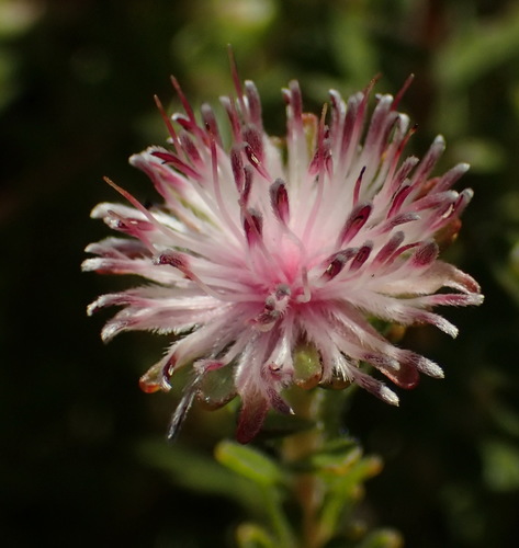 Peninsula silkypuff (Diastella divaricata)