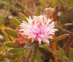 Peninsula silkypuff (Diastella divaricata)