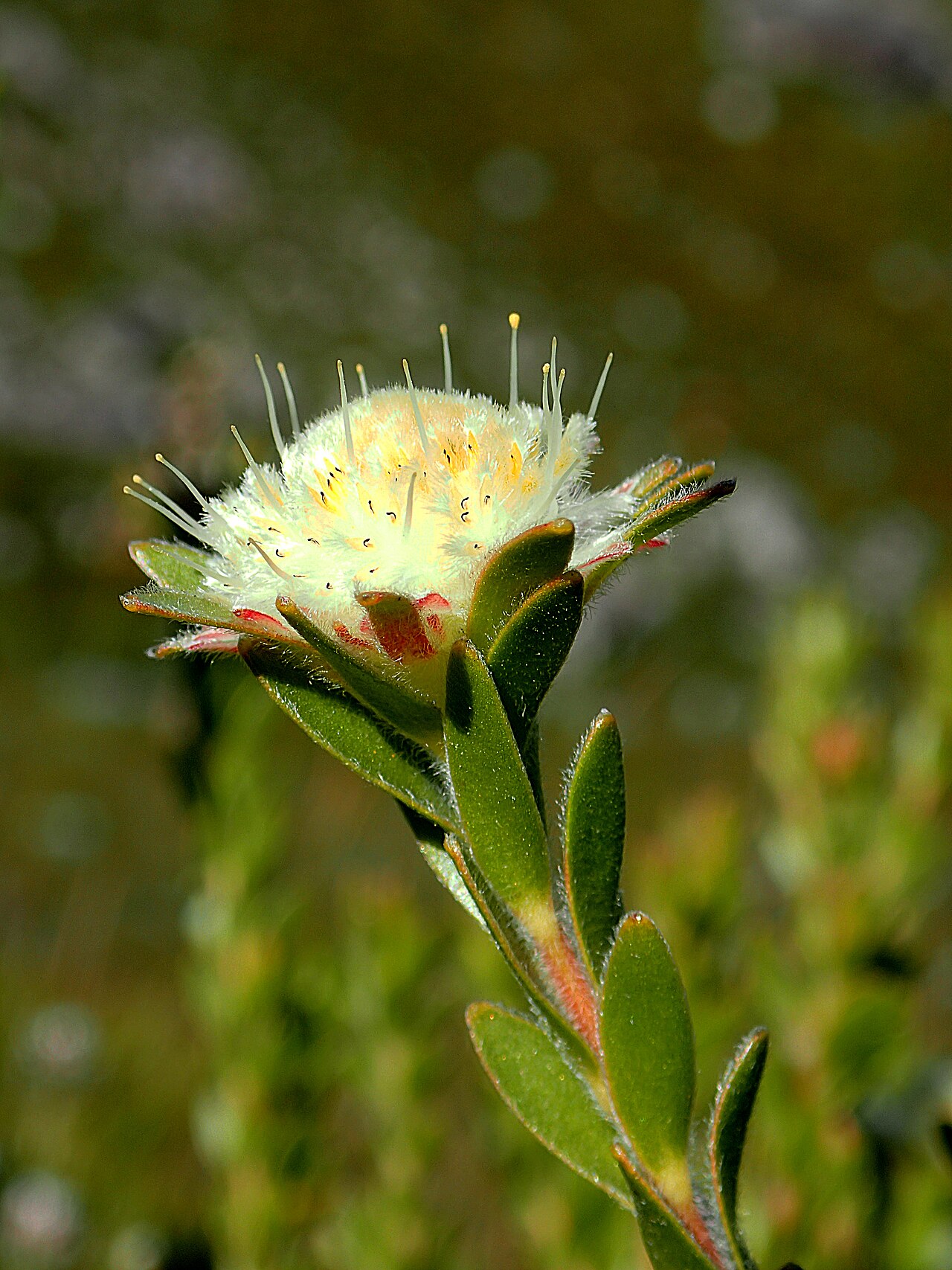 Palmiet silkypuff: Palmiet silkypuff Diastella fraterna photographed in the Hottentots Holland Mountains just north of Kleinmond, SA