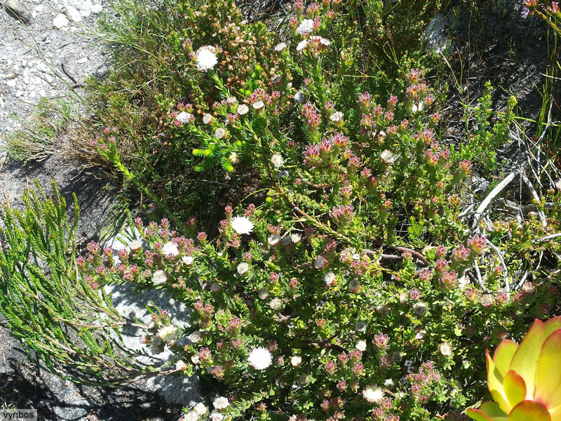 Palmiet silkypuff (Diastella fraterna)