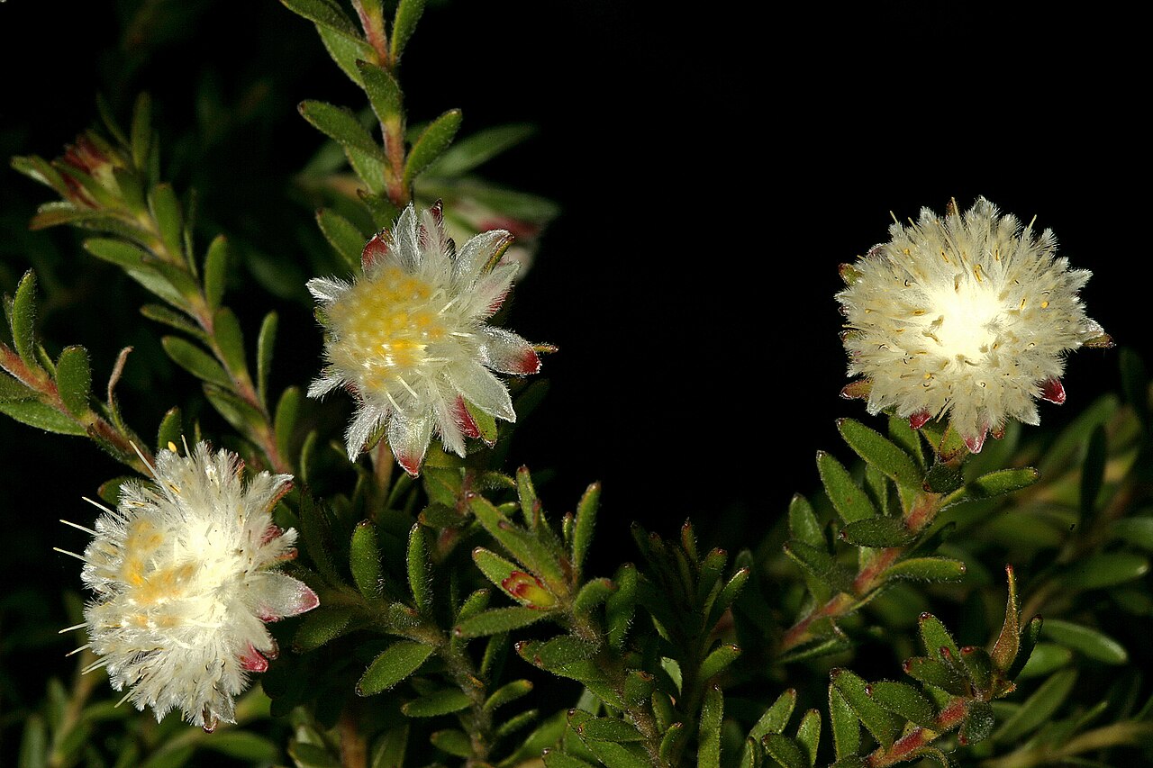 Palmiet silkypuff: Diastella fraterna , flowerheads; Caledon Wild Flower Show, Caledon, Western Cape, South Africa