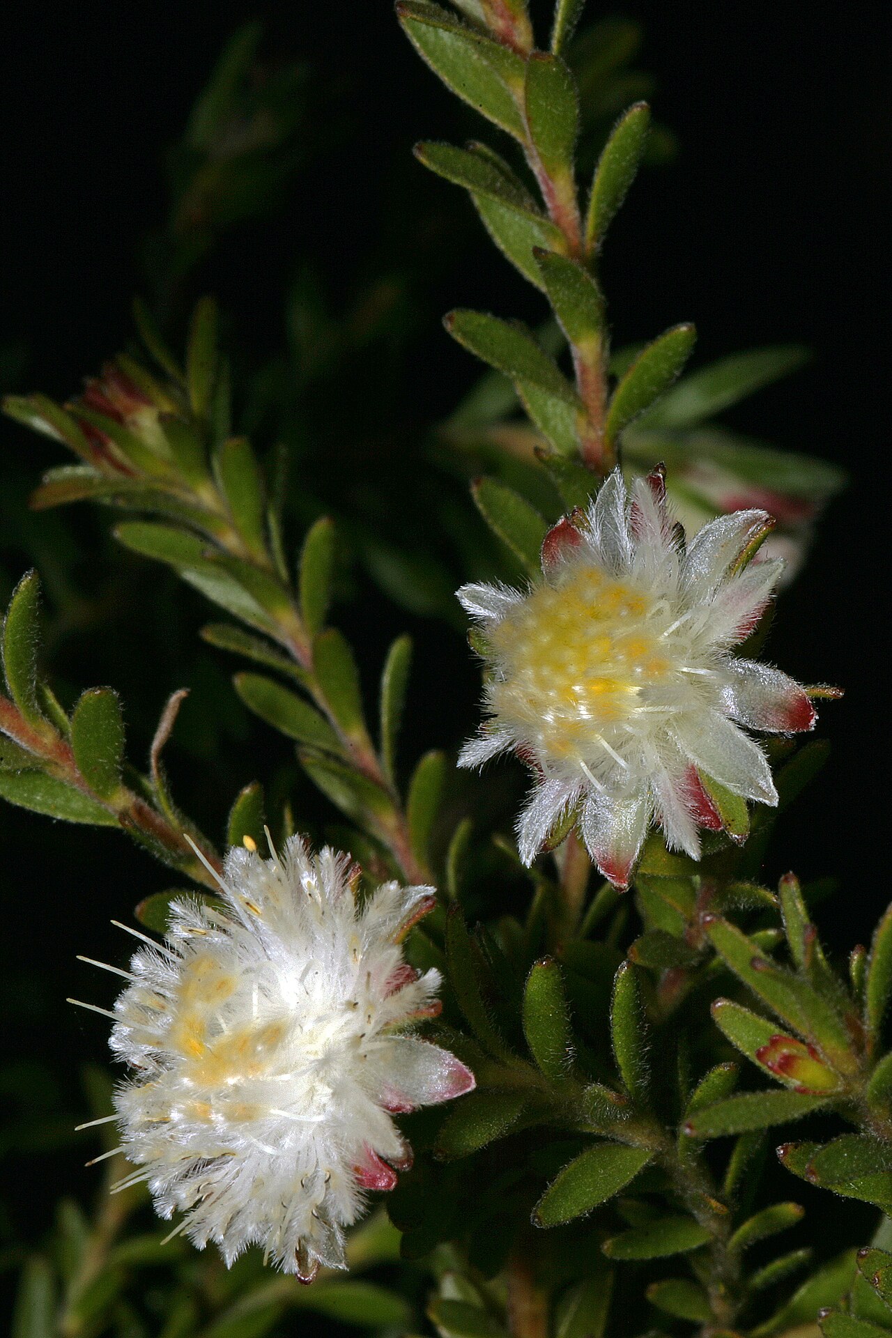 Palmiet silkypuff: Diastella fraterna , flowerheads; Caledon Wild Flower Show, Caledon, Western Cape, South Africa