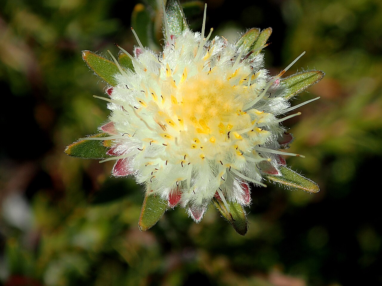 Palmiet silkypuff: Palmiet silkypuff Diastella fraterna photographed in the Hottentots Holland Mountains just north of Kleinmond, SA