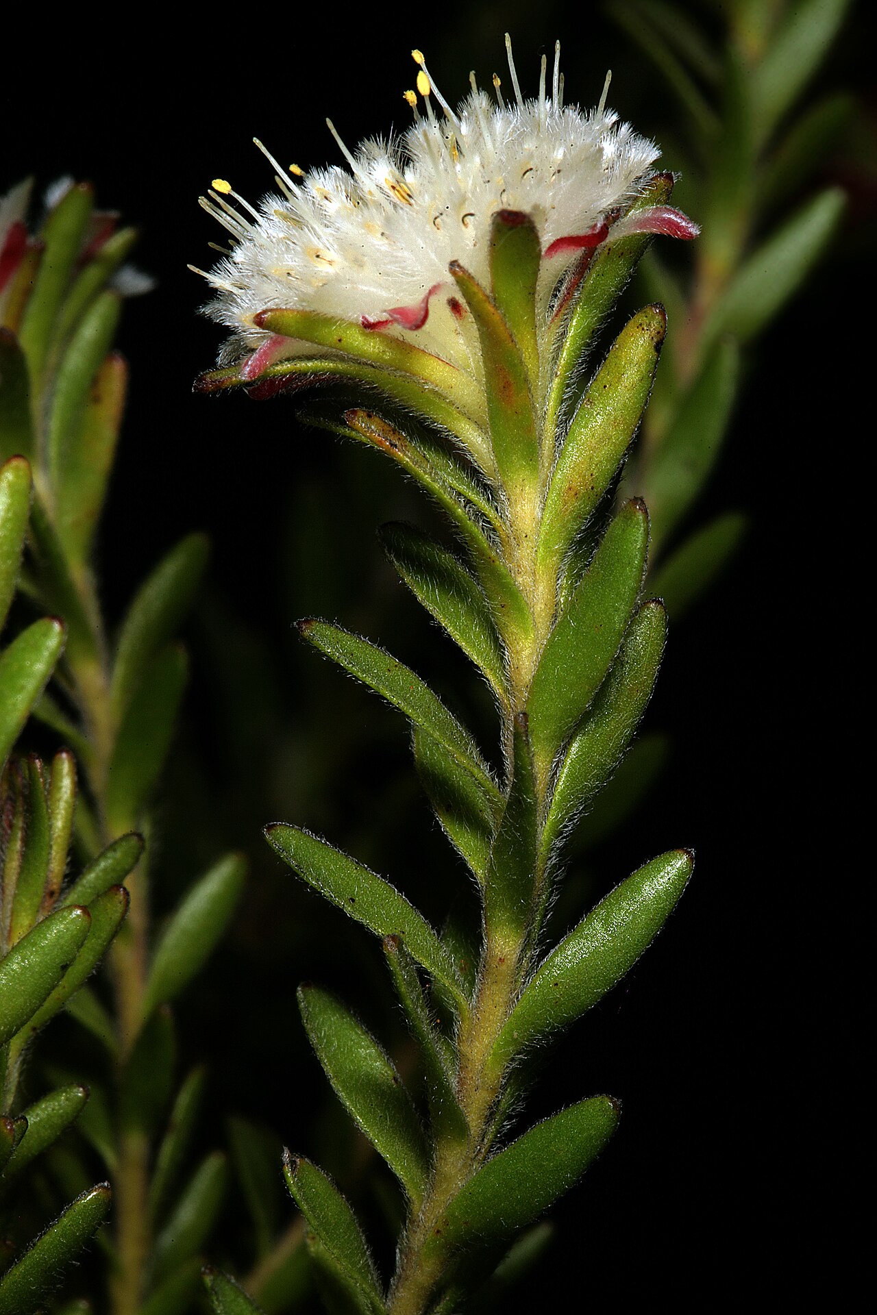 Palmiet silkypuff: Diastella fraterna , flowerhead; Caledon Wild Flower Show, Caledon, Western Cape, South Africa