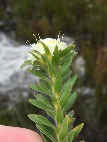 Palmiet silkypuff (Diastella fraterna)