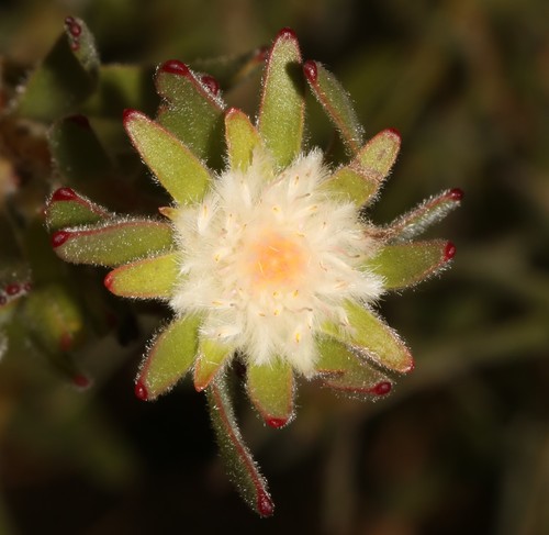 Tulbagh silkypuff (Diastella myrtifolia)