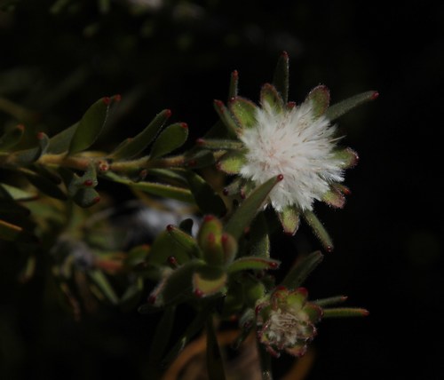 Tulbagh silkypuff (Diastella myrtifolia)
