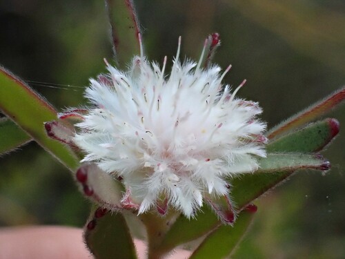 Tulbagh silkypuff (Diastella myrtifolia)