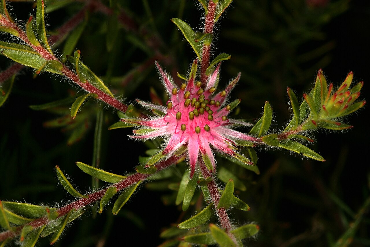 Flats silkypuff: Diastella proteoides , flowerhead; Kirstenbosch National Botanical Garden, Cape Town, Western Cape, South Africa
