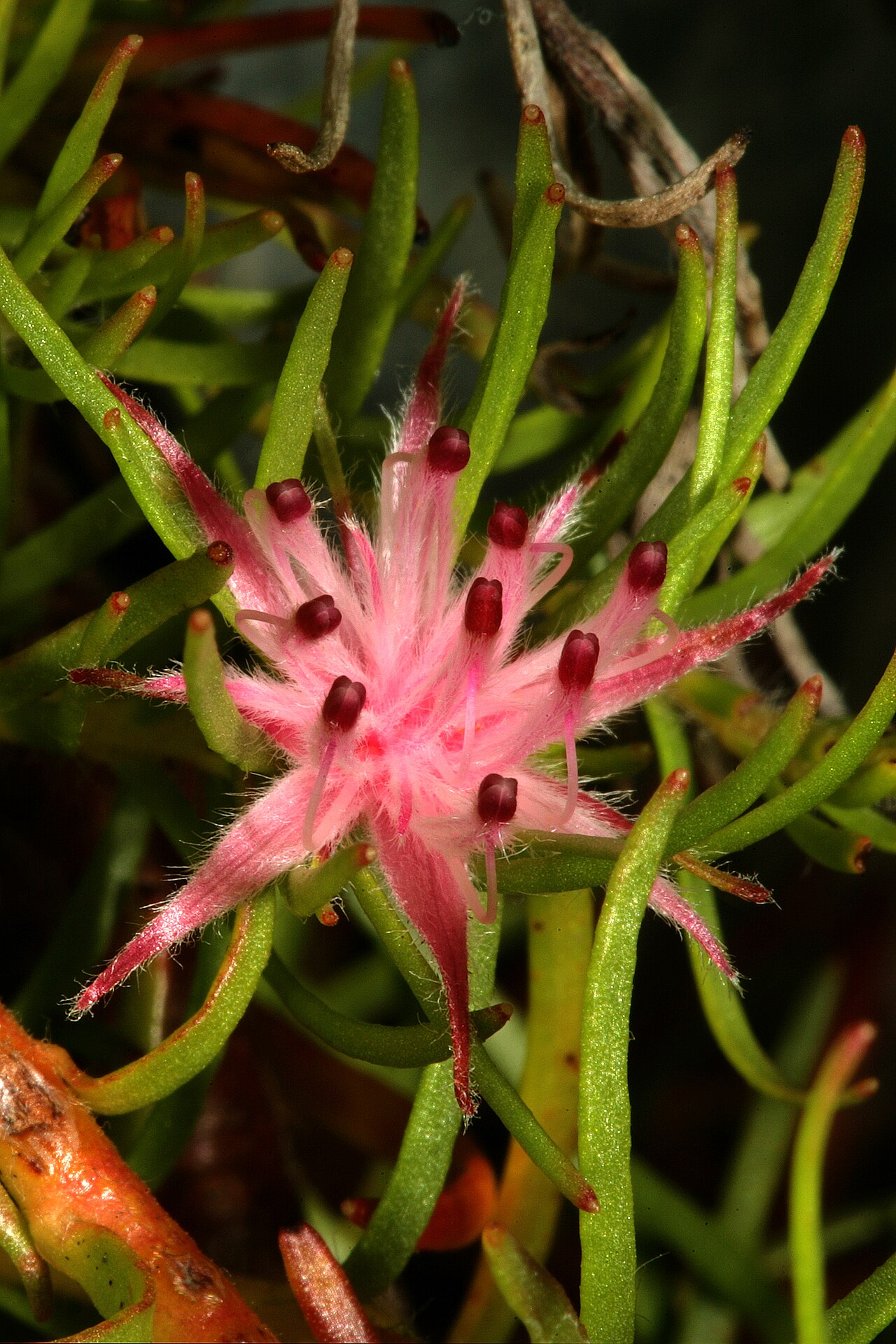 Flats silkypuff: Diastella proteoides , flowerhead; Kirstenbosch National Botanical Garden, Cape Town, Western Cape, South Africa