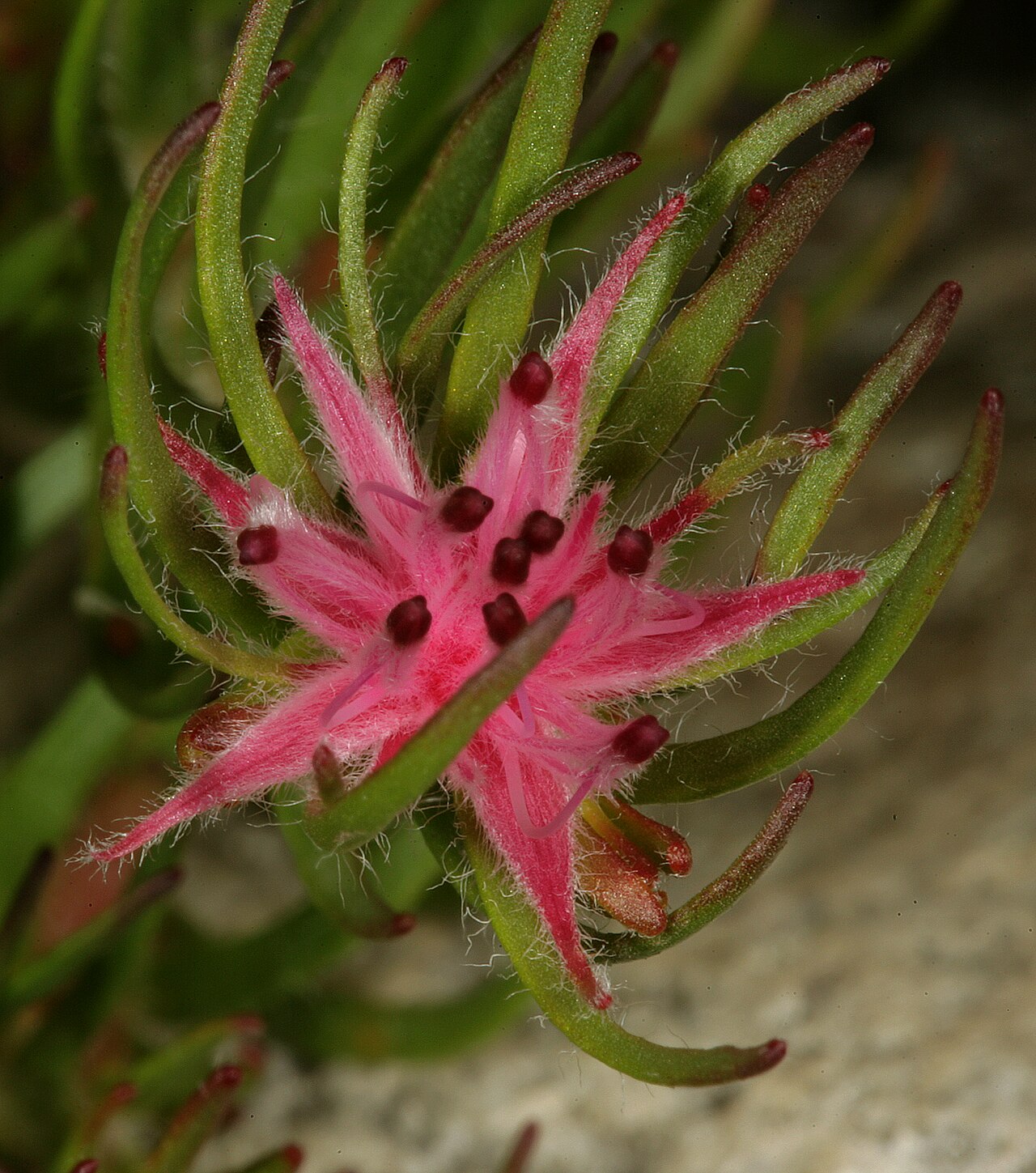 Flats silkypuff: Diastella proteoides , flowerhead; Kirstenbosch National Botanical Garden, Cape Town, Western Cape, South Africa
