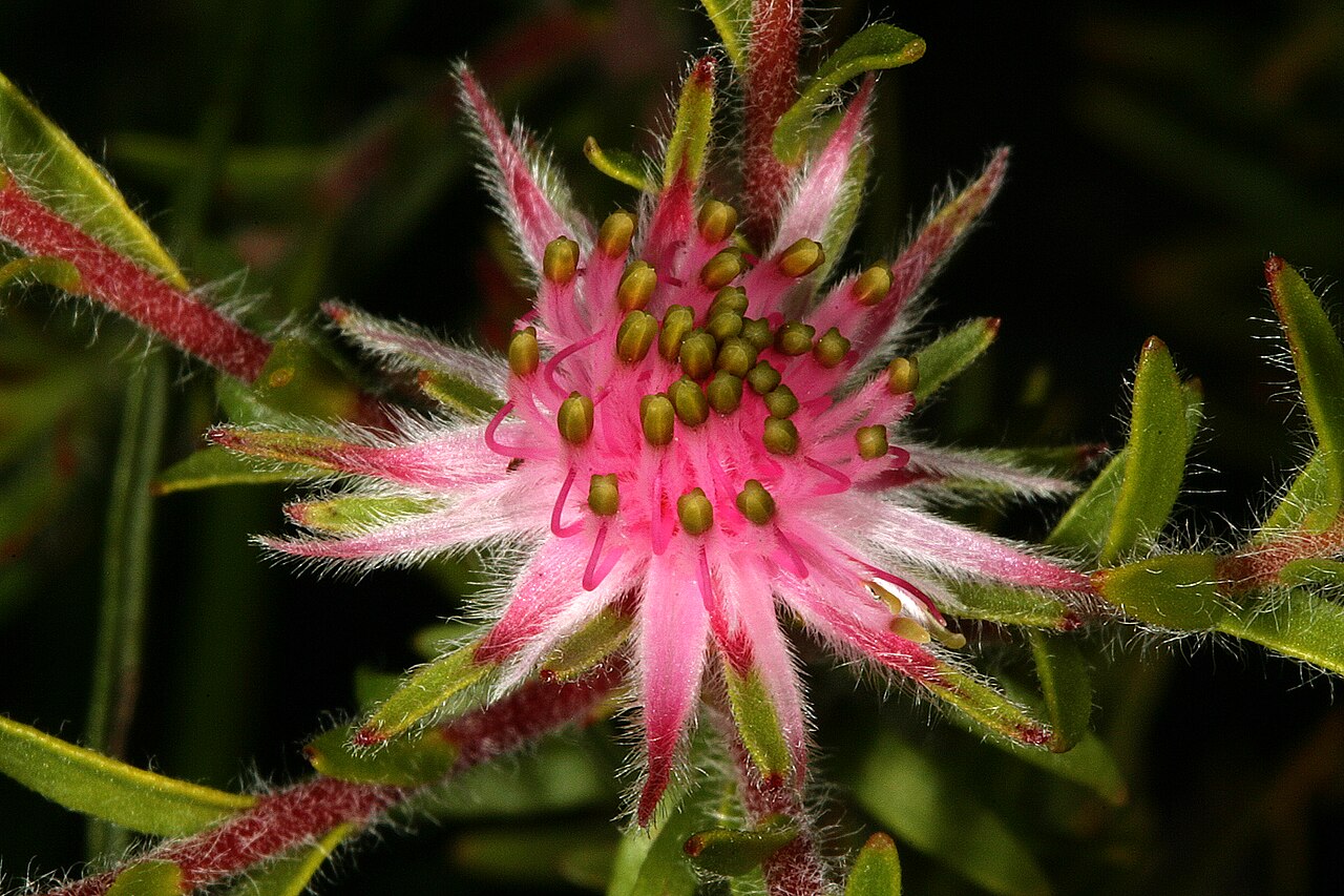 Flats silkypuff: Diastella proteoides , flowerhead; Kirstenbosch National Botanical Garden, Cape Town, Western Cape, South Africa