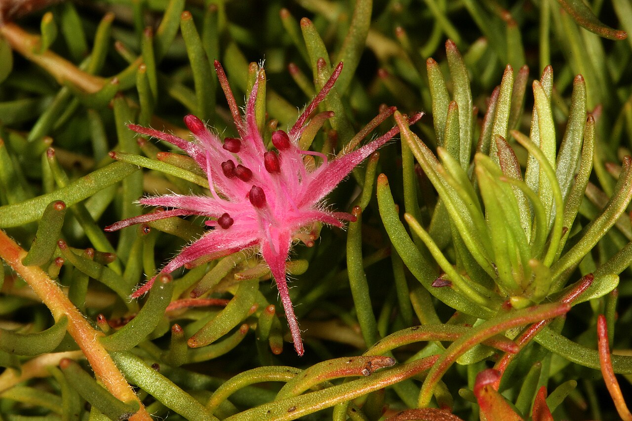 Flats silkypuff: Diastella proteoides , flowerhead; Kirstenbosch National Botanical Garden, Cape Town, Western Cape, South Africa