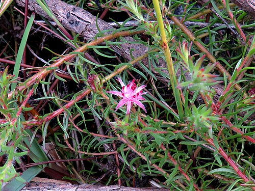 Flats silkypuff: Diastella proteoides . Critically endangered plant endemic to the Western Cape province of South Africa