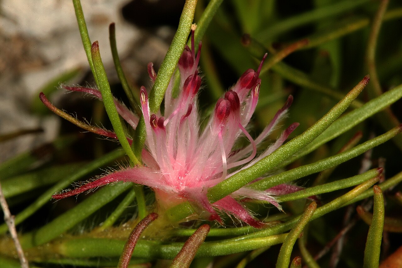 Flats silkypuff: Diastella proteoides , flowerhead; Kirstenbosch National Botanical Garden, Cape Town, Western Cape, South Africa