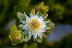 Kogelberg silkypuff (Diastella thymelaeoides)