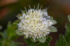Kogelberg silkypuff (Diastella thymelaeoides)