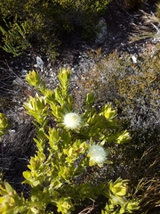 Kogelberg silkypuff (Diastella thymelaeoides)