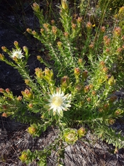 Kogelberg silkypuff (Diastella thymelaeoides)
