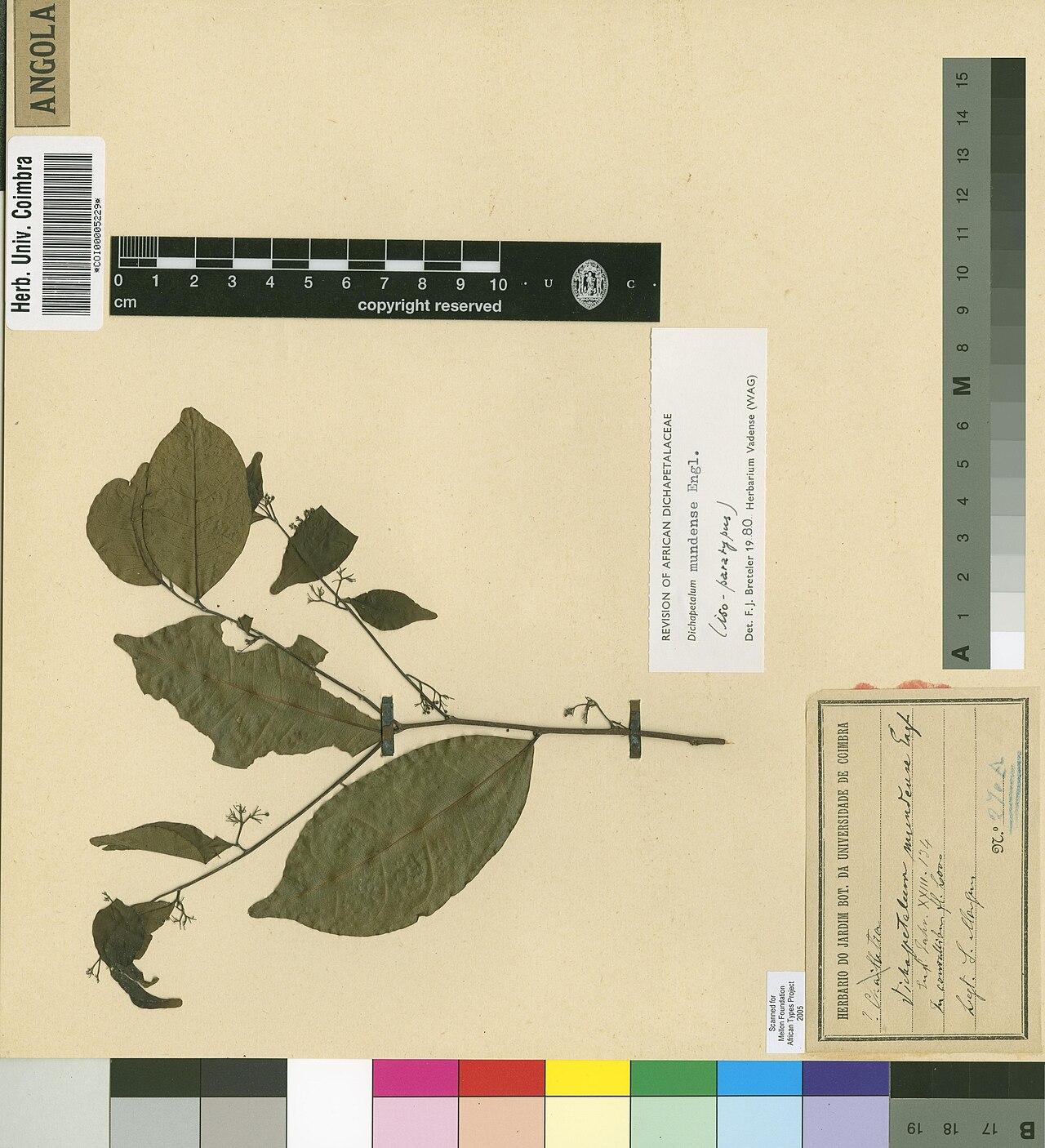 Dichapetalum mundense: Photograph of Isoparatype of Dichapetalum mundense at Herbarium of the University of Coimbra, Portugal (COI). Specimen COI00005229. http://coicatalogue.uc.pt/sp